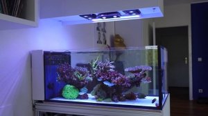 10 Min REEF TANK in 4k - Shallow coral aquarium