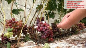 Виноград РУБИНОВАЯ КАПЛЯ - грозди до 2 кг, устойчивая форма с крупной ягодой и приятным вкусом