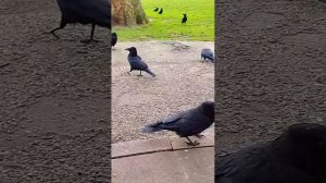 Притча про Белую и Чёрную ворону