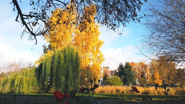 Крестовский остров, аэросъёмка, Санкт-Петербург, золотая осень 4K (Fall in Russia) смотреть онлайн