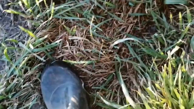 Нашёл клад??? Маталлокоп #2 смотреть онлайн