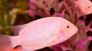 ФЛАМИНГО. СОДЕРЖАНИЕ И РАЗВЕДЕНИЕ В АКВАРИУМЕ.