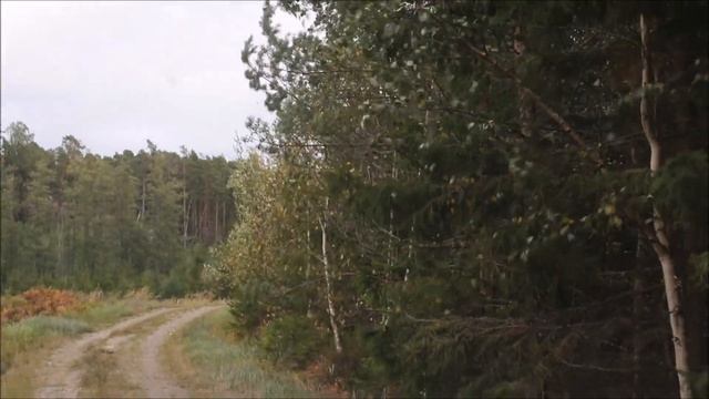 Boletus edulis Cörek mantari 17.9.2020 смотреть онлайн