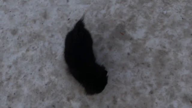 Шок 😵 #шок#satisfying#fluffy#собака#шпиц#dog#луна#бузова#залип#животные#животныймир смотреть онлайн