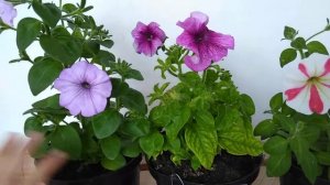 Petunia Mix Colour MAICALEAF