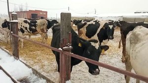 молочная ферма 2023 как гуляет корова на улице