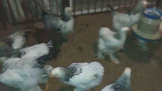 Baby Chicks ? # brahma 159 day. Курчатка Брама 159 день смотреть онлайн