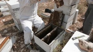 Пчеловодство: Драма на пасеке! Решение проблем на пасеке. #пчелы, #отводки, #улей, #пасека,#маточни