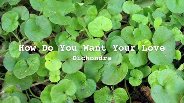Dichondra - How Do You Want Your Love смотреть онлайн