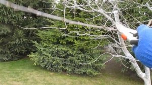 Обрезка вишни.  Коротко о главном.