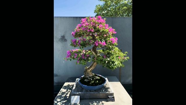 STUNNING BOUGAINVILLEA BONSAI смотреть онлайн