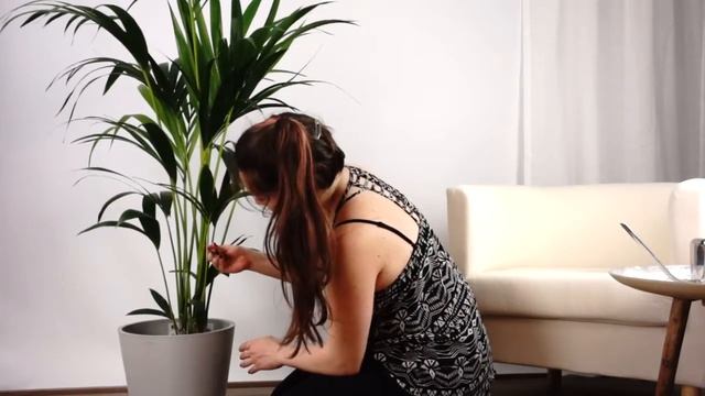 Bienvenida para tu Palma Kentia смотреть онлайн