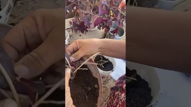 Оксалис (кислица) уход .Көбелек гүлді жекелеу смотреть онлайн