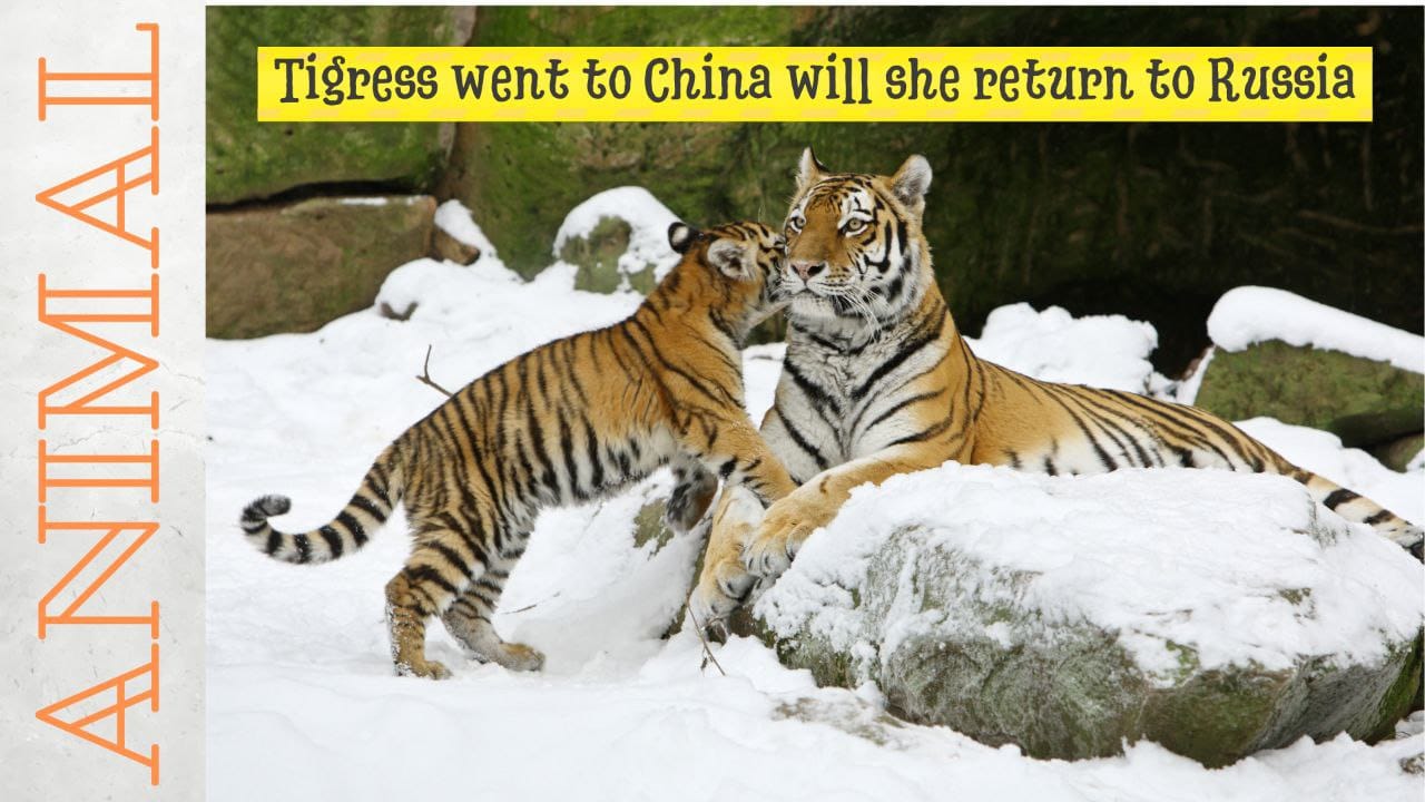 Тигрица с тигрёнком ушли в Китай и не могу вернуться в Россию