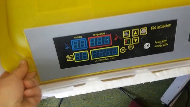 Вывод цыплят порода Амераукана и Маран смотреть онлайн