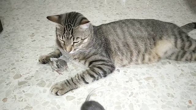 Сколько кошек живет на планете Земля? Ученые смогли подсчитать...