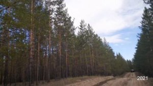 БЕЛЫЙ ГРИБ 2021 В ЛЕСАХ АЛТАЙСКОГО КРАЯ