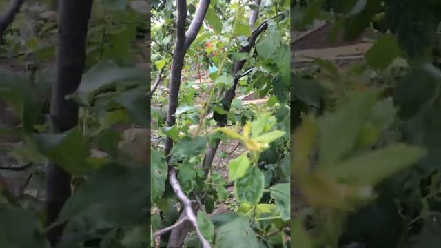 Второе цветение сливы? Двойной урожай? смотреть онлайн