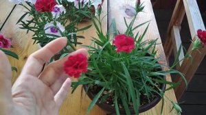 Они Всё-Таки Выросли!!! Низкорослые Гвоздики в Моем Саду и Кашпо. Особенности сортов