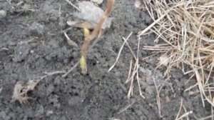 Срочно!!! Проверьте свои гортензии.Почки у крупнолистной гортензии .