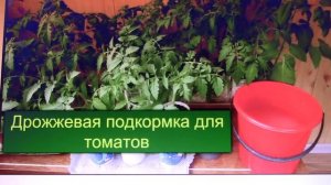 Дрожжи для подкормки помидоров и огурцов: эффективные рецепты и советы.