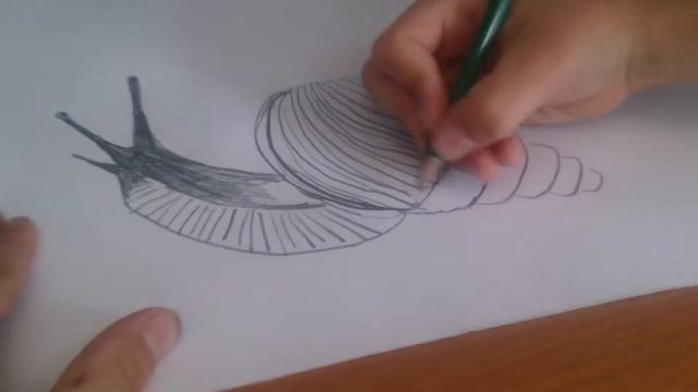 Как рисовать улитку ахатину фулику. Рисунок на стену. Улитководы