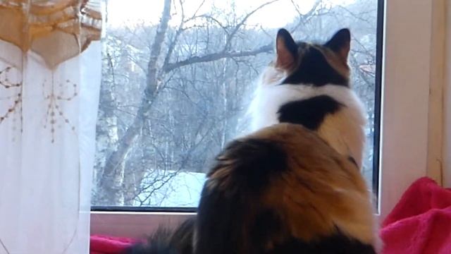 Жук знахарь содержание уход смотреть онлайн