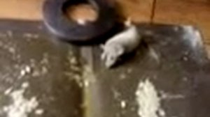 Липучка для мышей