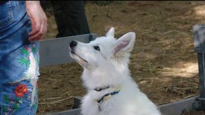 ДТ-67. Щенок белой швейцарской овчарки. Вопросы - ответы.