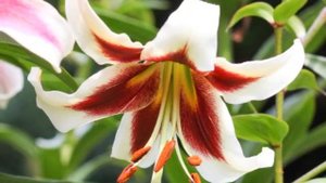 Elegant Beverly Dreams Lily