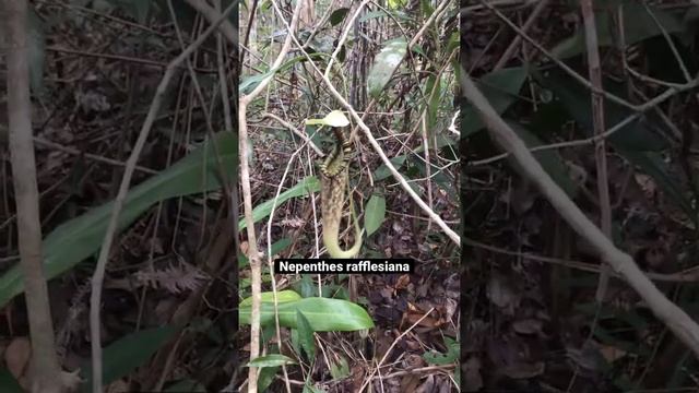 Nepenthes rafflesiana - Carnivour plants insitu. #shorts