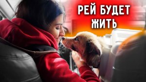 Рея СПАСЛИ, забираем со стационара. Знакомится со всеми собаками. Джина не хочет пить таблетку.