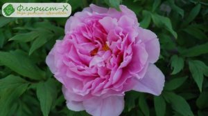 Древовидные пионы – посадка и уход в саду