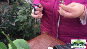 Черенкование крупнолистовой гортензии