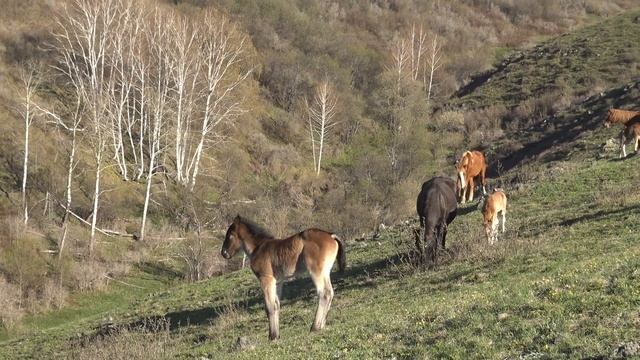 Жеребец ведёт табун смотреть онлайн