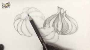 How to Draw a Garlic with Pencil / Garlic Drawing / Easy Tutorial