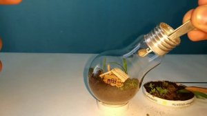 Вечный Террариум из Лампочки