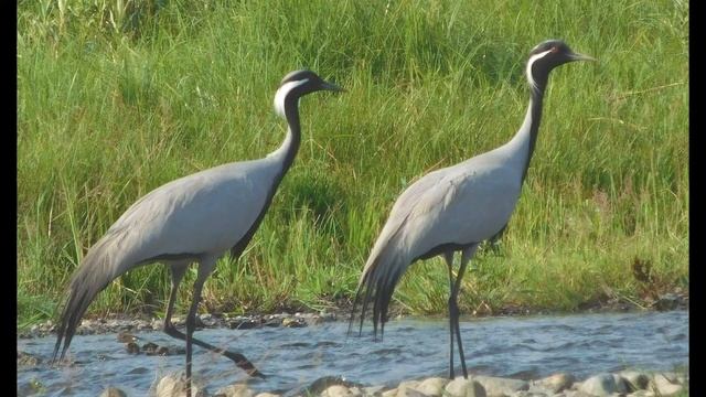 Журавль красавка. Самый маленький журавль в мире, занесён в Красную книгу. смотреть онлайн