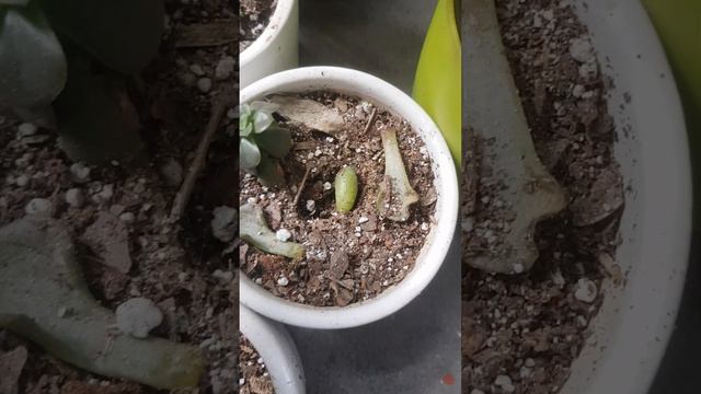 succulent germination смотреть онлайн