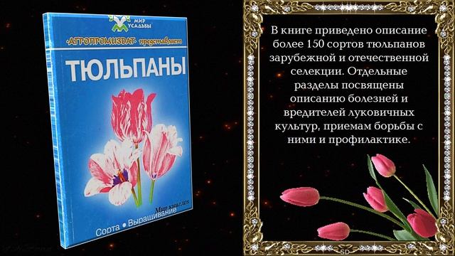Клип-обзор "Легенды о тюльпанах" смотреть онлайн