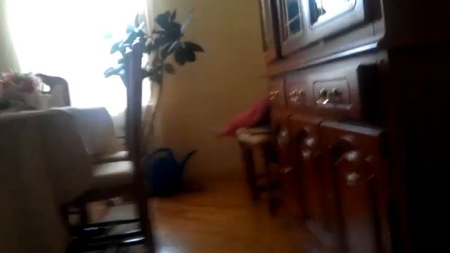 Все птички каторие у миня рака есть смотреть онлайн