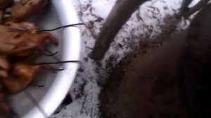 Копчение перепелов 2