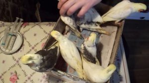 Птенцы выкормыши стали самостоятельными . Как приручить птенца попугая .