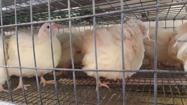 СуперПерепелка - 560 грамм в 57 дней. Новая семья перепелов Техас. смотреть онлайн