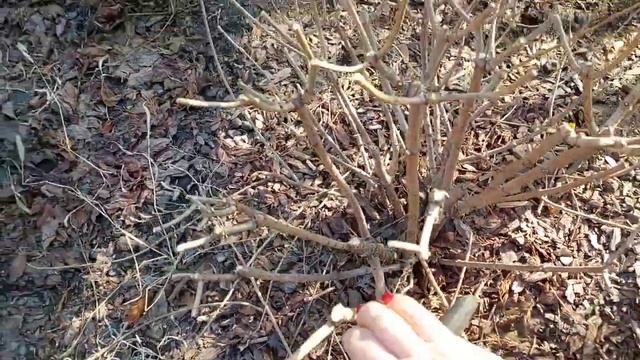 Обрезка куста гортензии Лайм Лайт.Кусту 10лет. смотреть онлайн