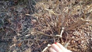 Обрезка куста гортензии Лайм Лайт.Кусту 10лет.