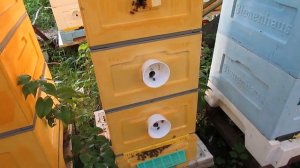 новое в пчеловодстве - в одном улье пускаю на облет сразу три матки