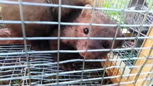 Куница попалась