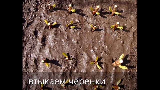 Весеннее черенкование гортензии