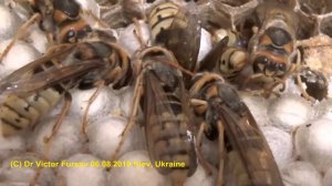 Привет Из Гнезда Шершней. СЕРИЯ-4.  МАКРО. Спящие Шершни.